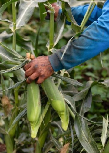 Crop tour projects record 2025 U.S. corn harvest, but disease could hit yields